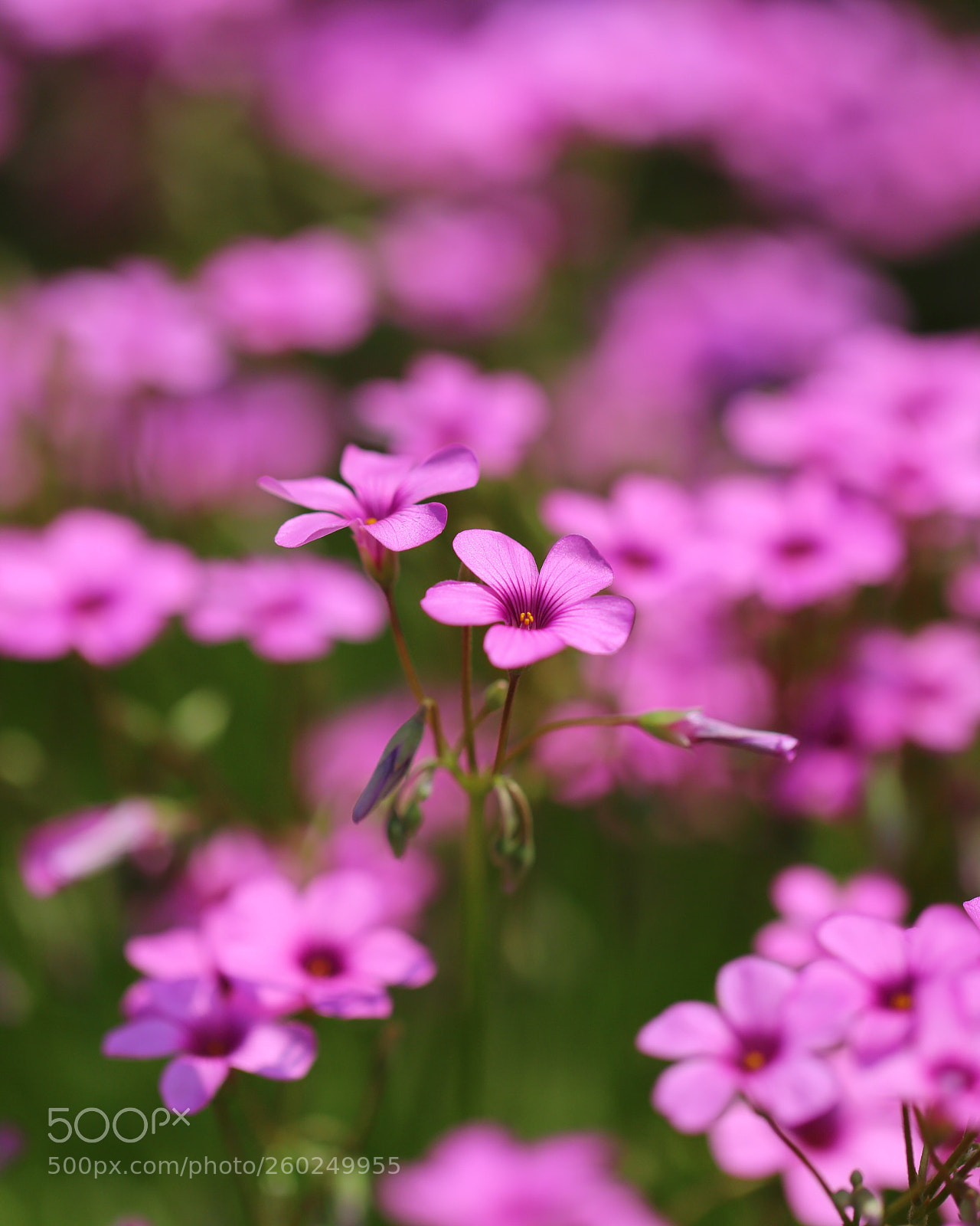 Canon EOS 6D sample photo. Oxalis  photography