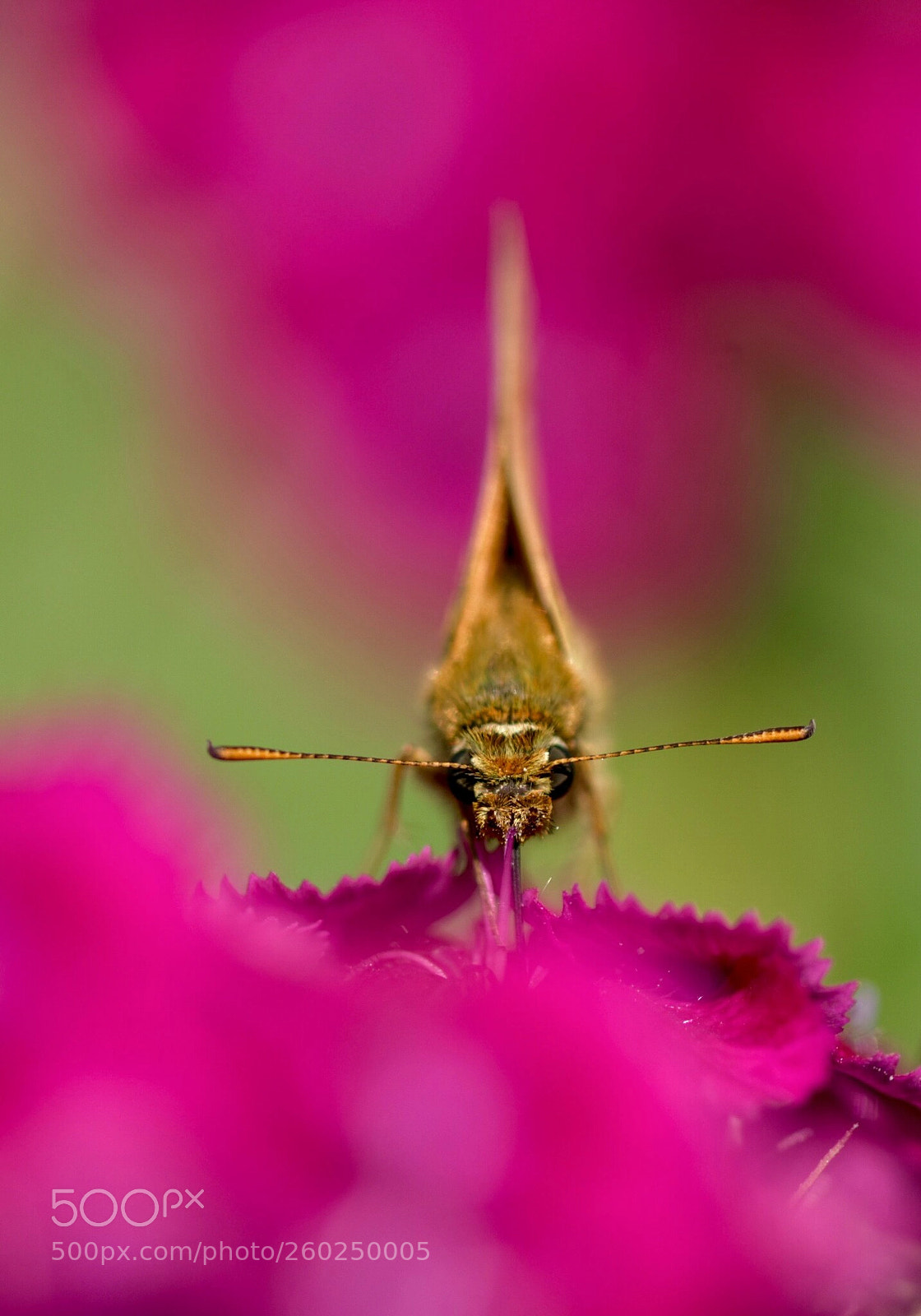 Nikon D810 sample photo. Untitled photography