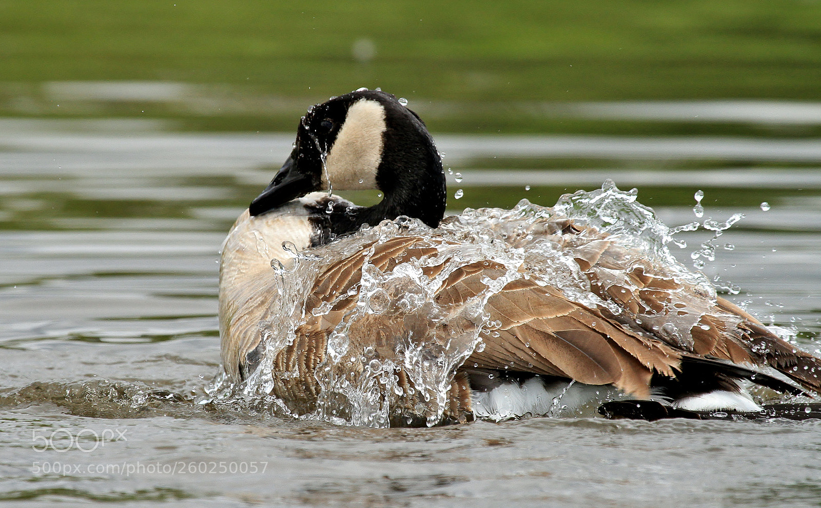 Canon EOS 7D sample photo. Spring cleaning photography