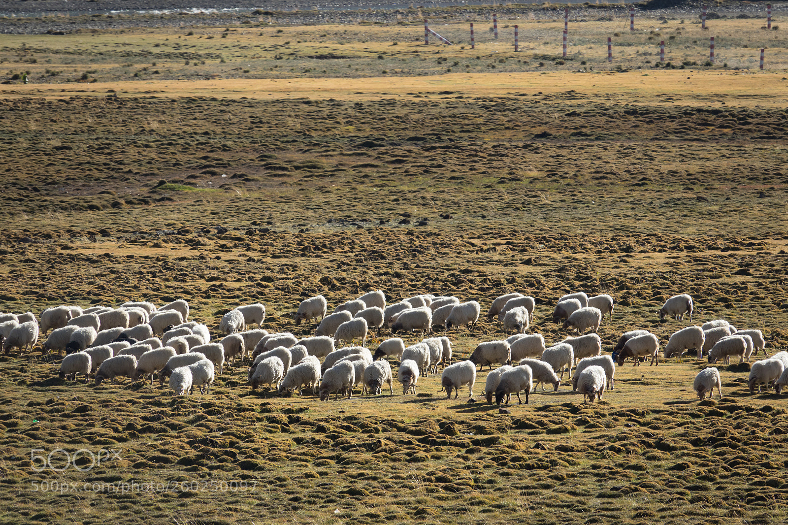 Sony Cyber-shot DSC-RX10 III sample photo. Mountain landscape with grazing photography