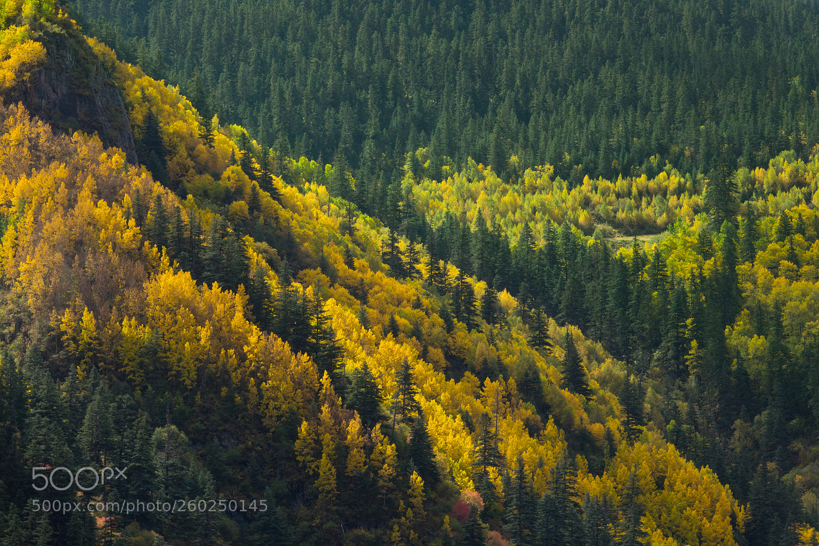 Sony Cyber-shot DSC-RX10 III sample photo. Autumn mixed forest. yellow photography
