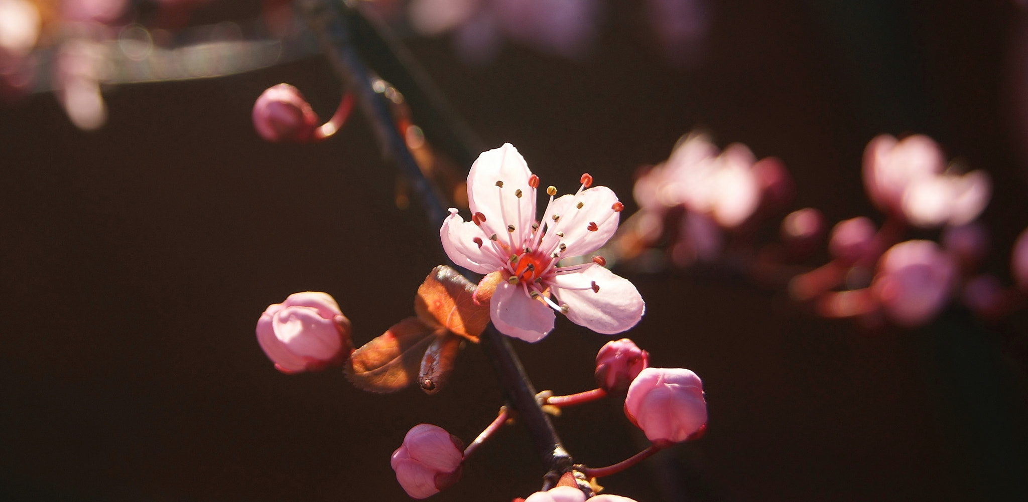 Sony Alpha DSLR-A380 sample photo. My favorite pink plum ... :) photography