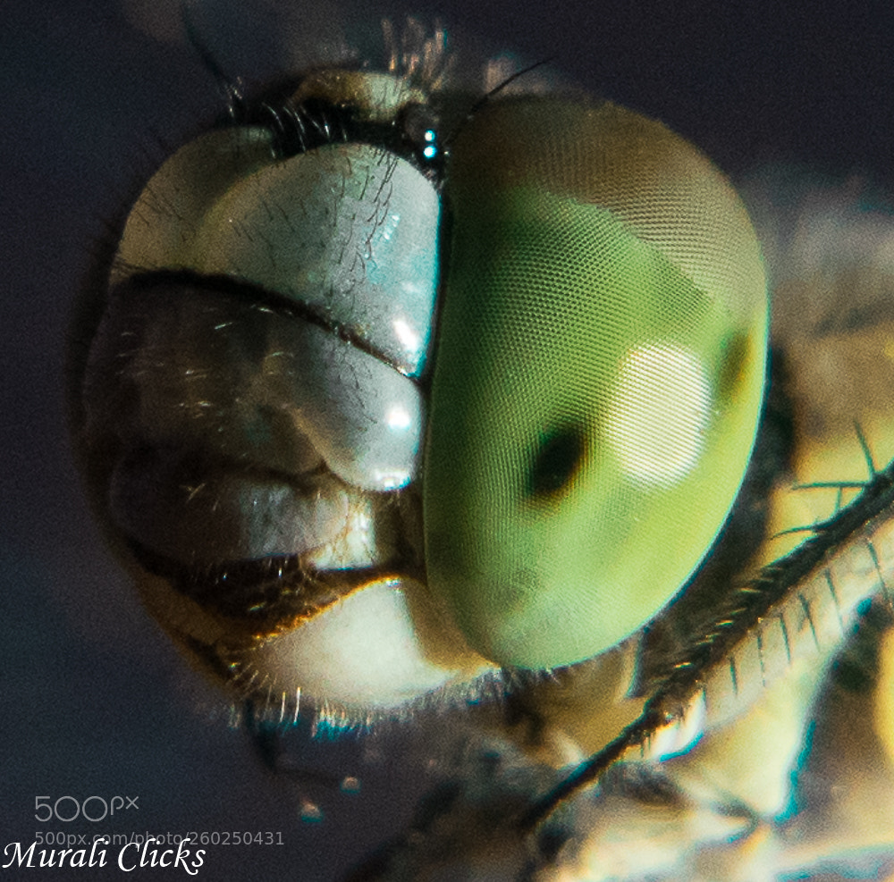 Nikon D5300 sample photo. Dragon fly head macro photography