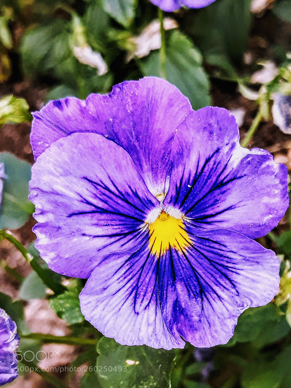 Samsung Galaxy J5 sample photo. Untitled photography