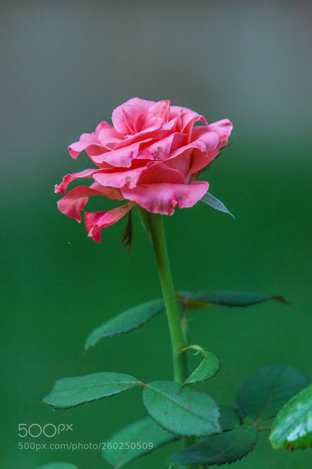 Canon EOS 550D (EOS Rebel T2i / EOS Kiss X4) sample photo. Flora! photography