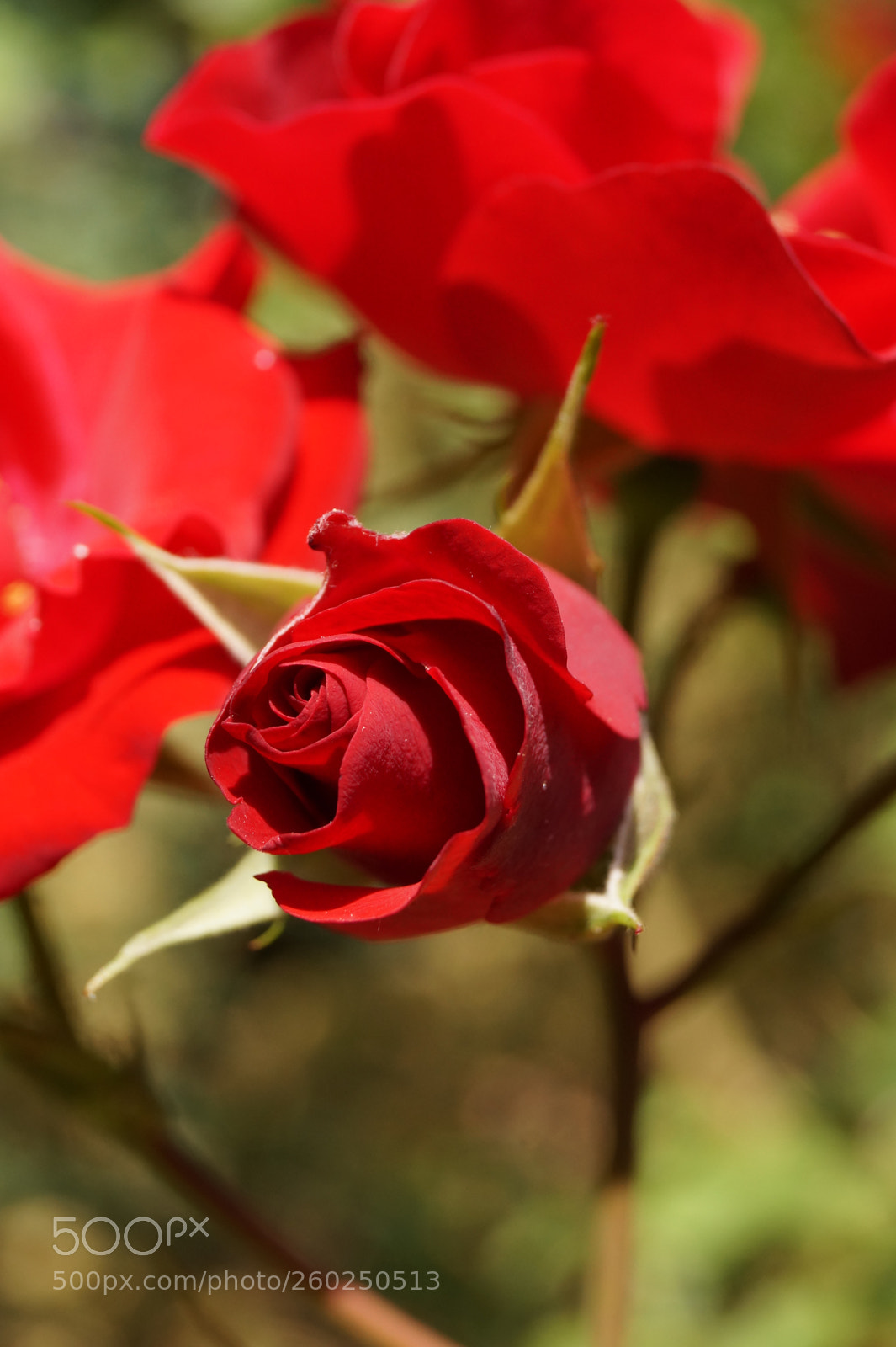 Sony SLT-A58 sample photo. Flowers in spring photography