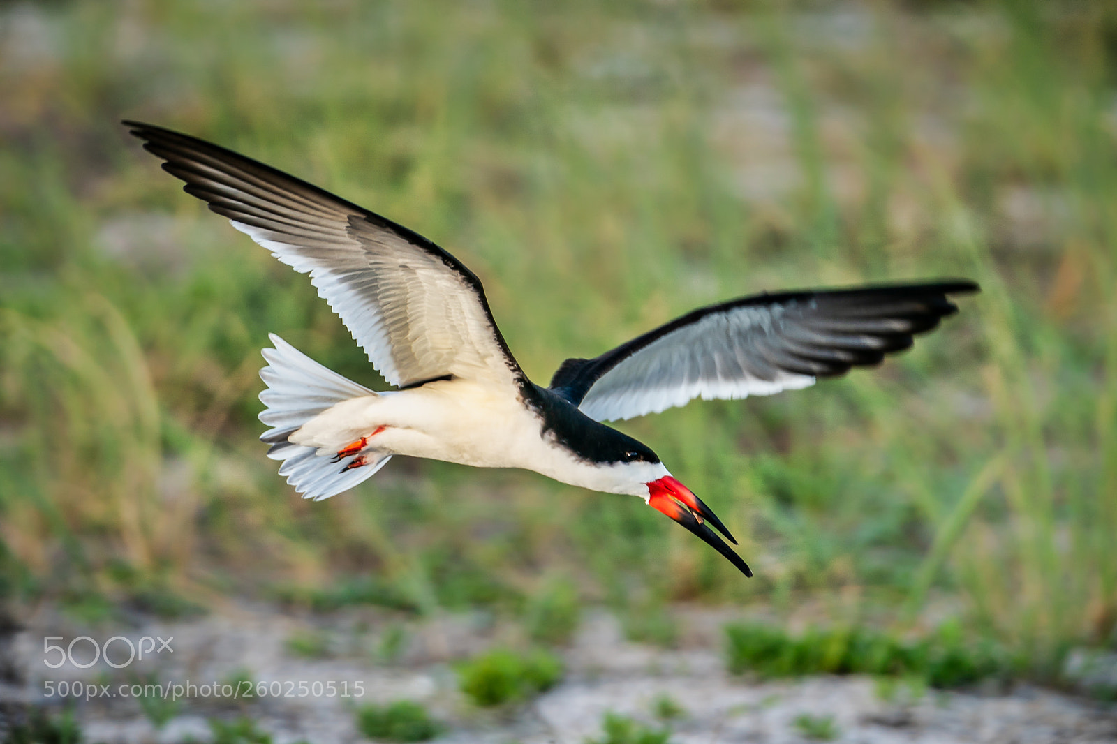 Sony a9 sample photo. Black skimmer fly by photography
