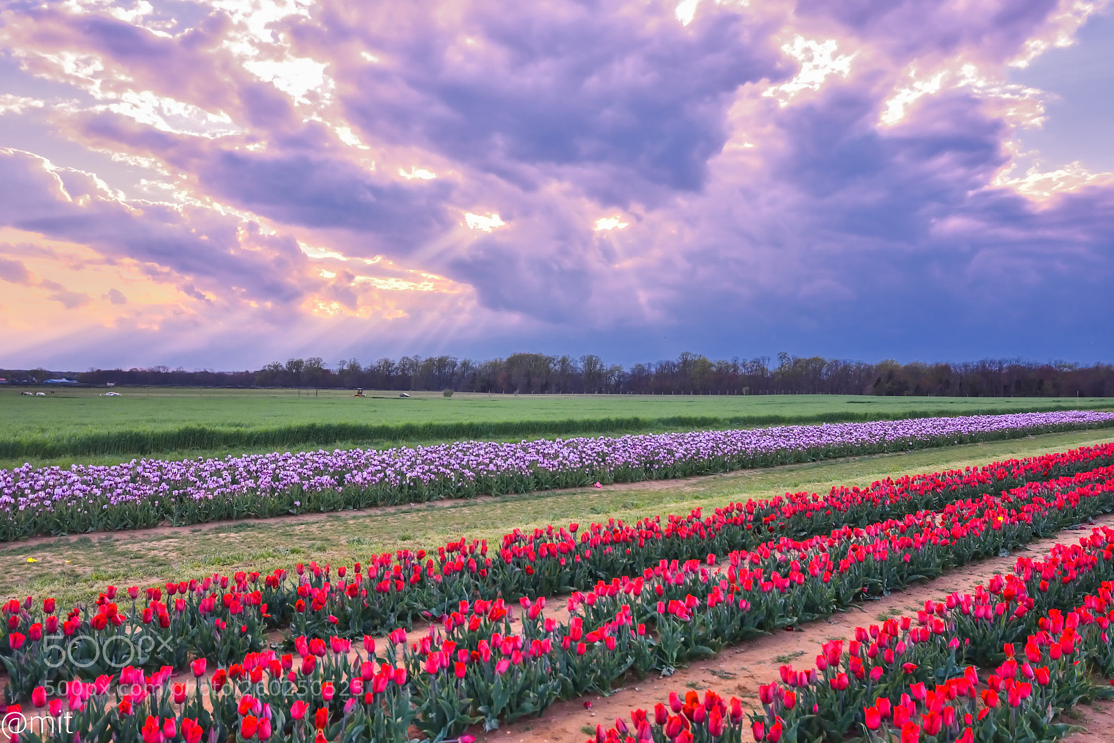 Nikon D7200 sample photo. Tulips photography