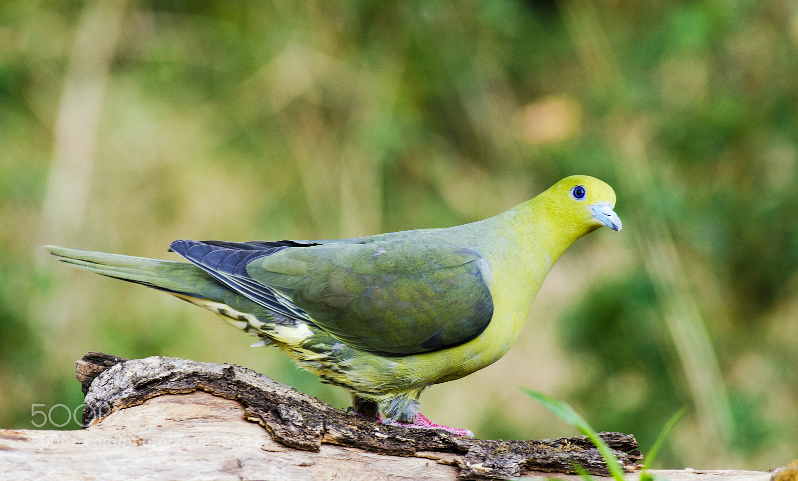 Nikon D5100 sample photo. Wedge-tailed green pigeon photography