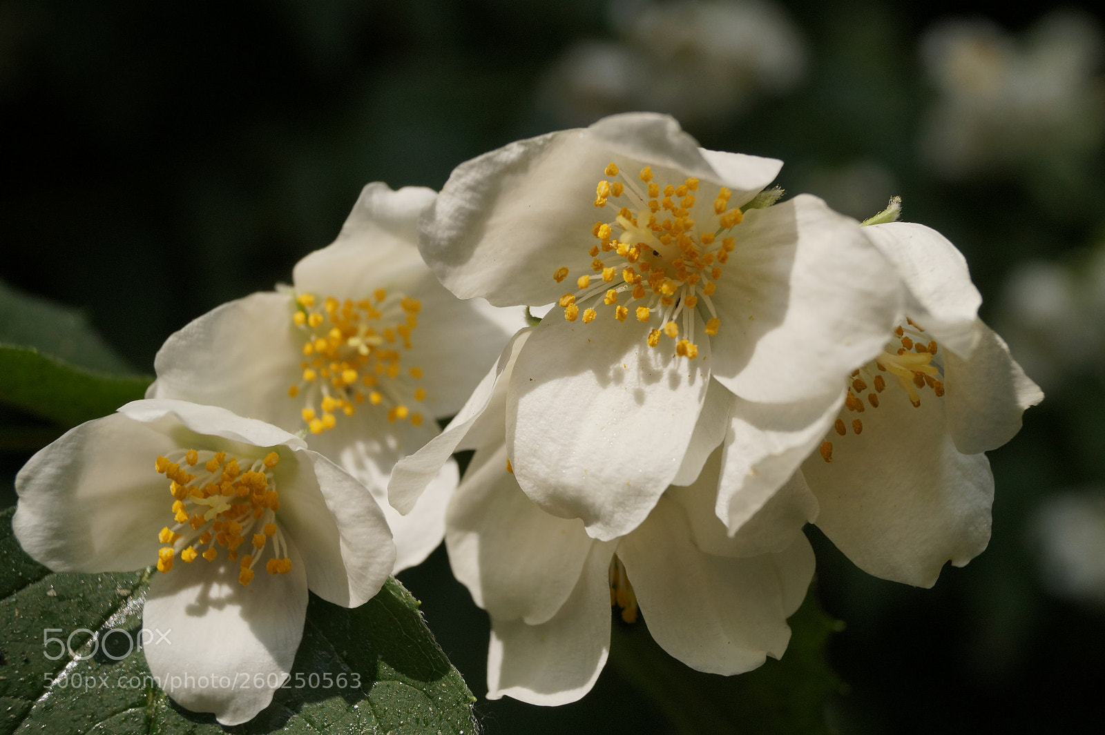 Sony SLT-A58 sample photo. Flowers in spring photography