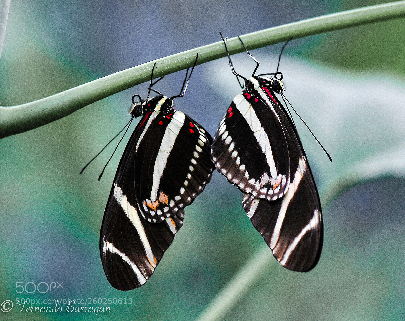 Nikon D300S sample photo. Mariposas reproduciéndose photography