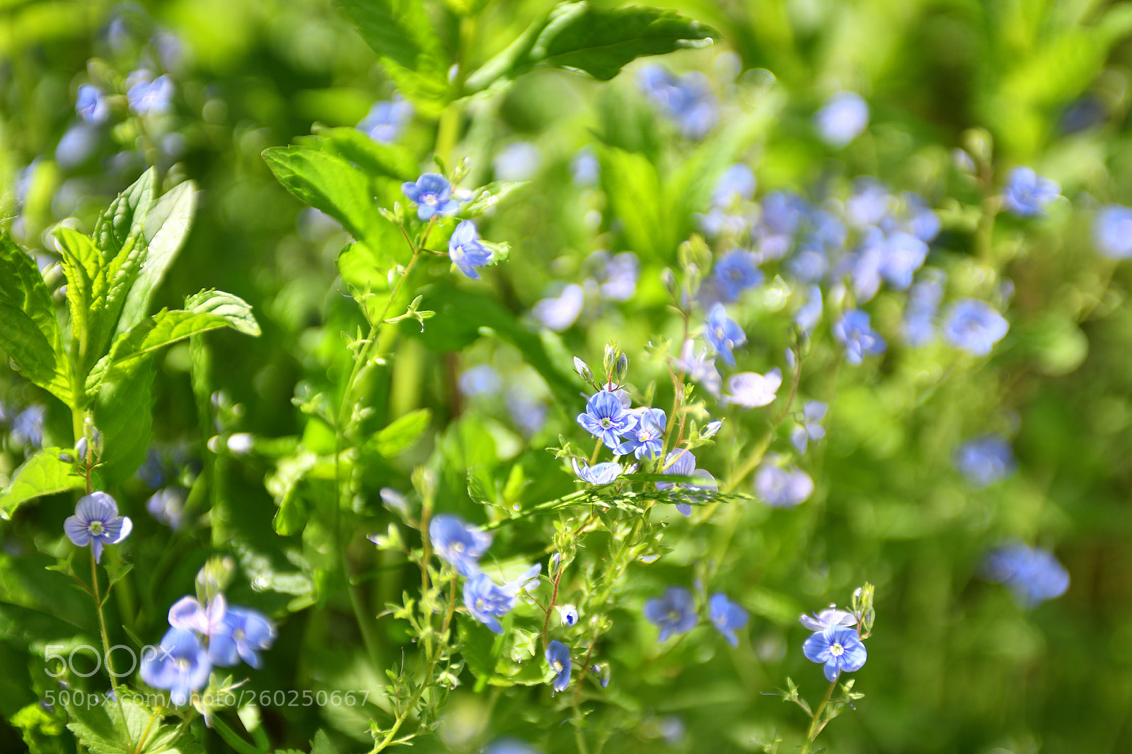 Nikon D810 sample photo. *** photography