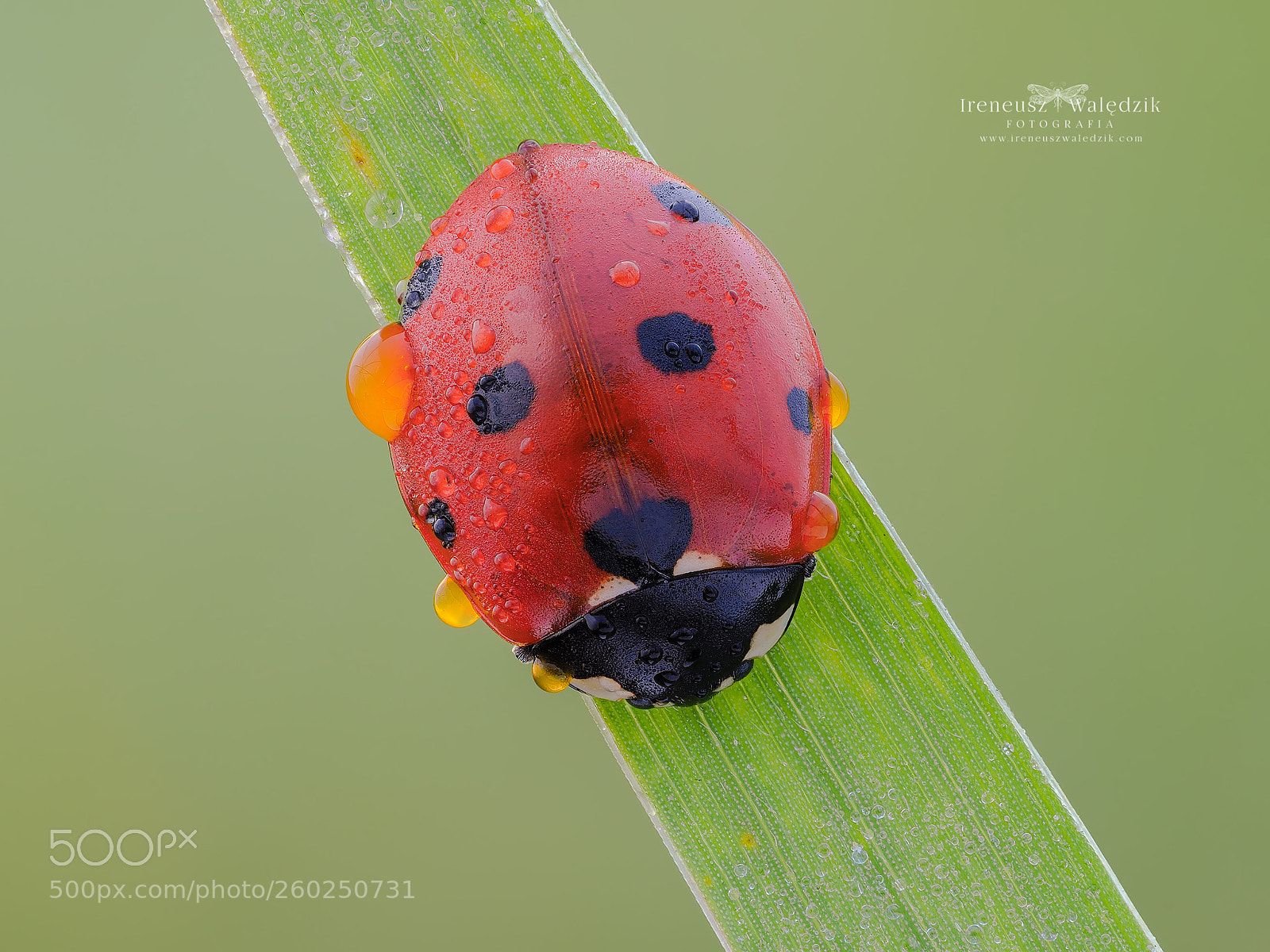 Olympus OM-D E-M1 Mark II sample photo. Ladybug. photography
