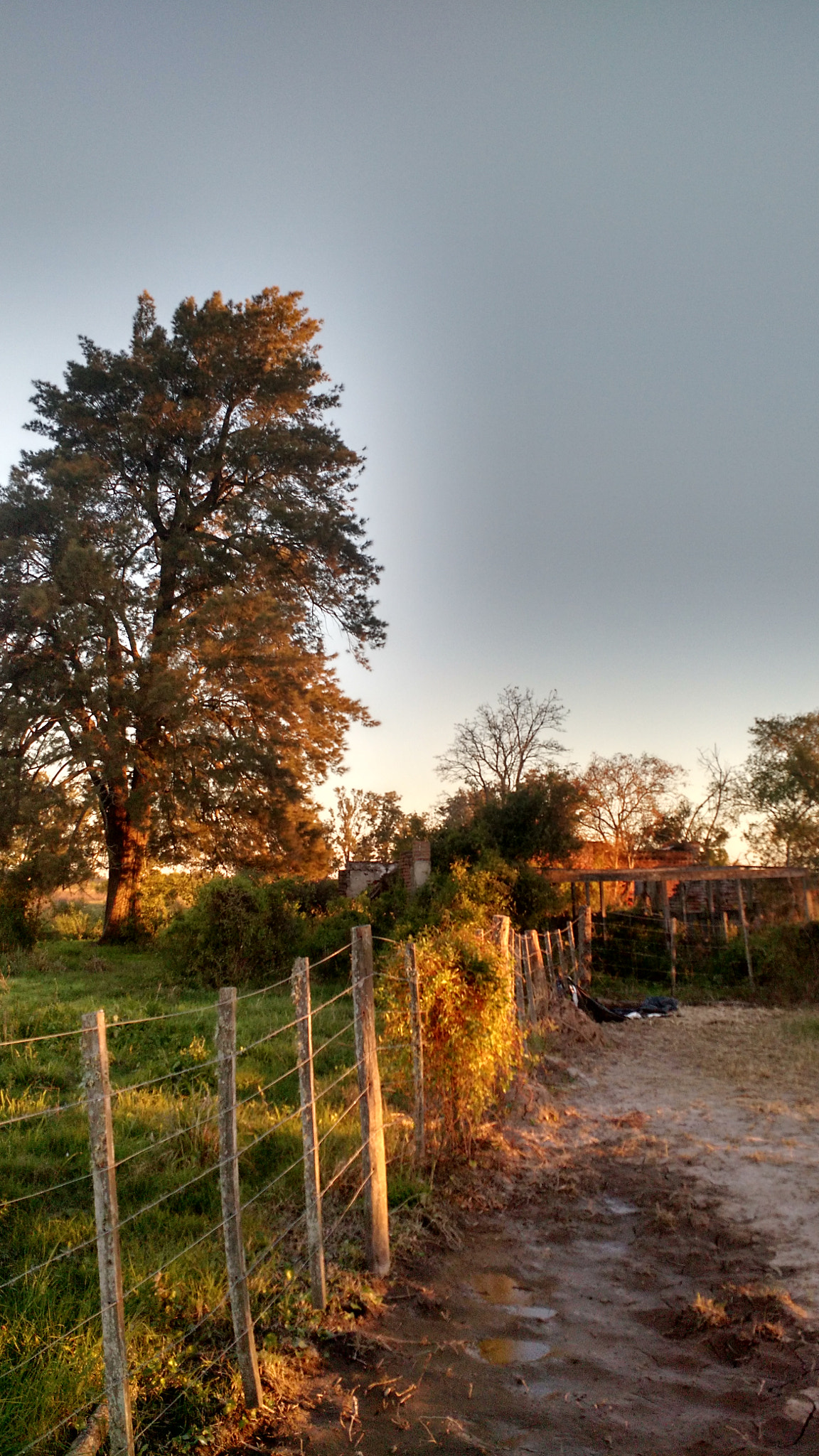 Motorola Moto X (2nd Gen) sample photo. Pino en la cañada photography