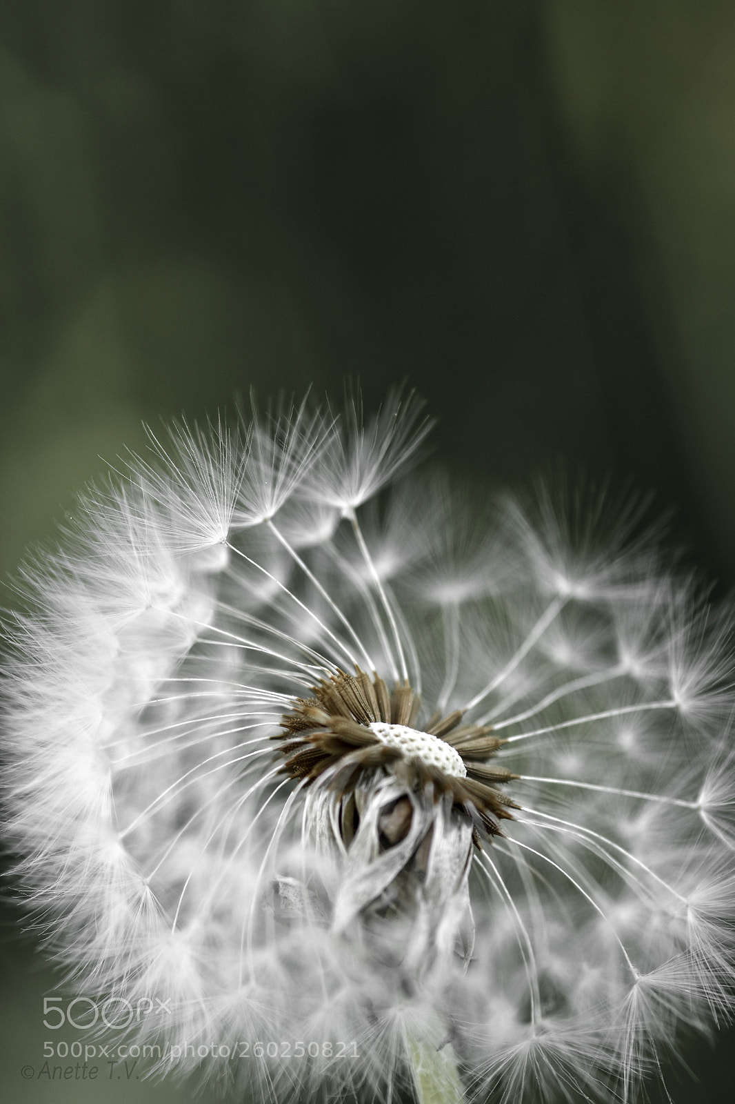 Nikon D5500 sample photo. Dandelion photography