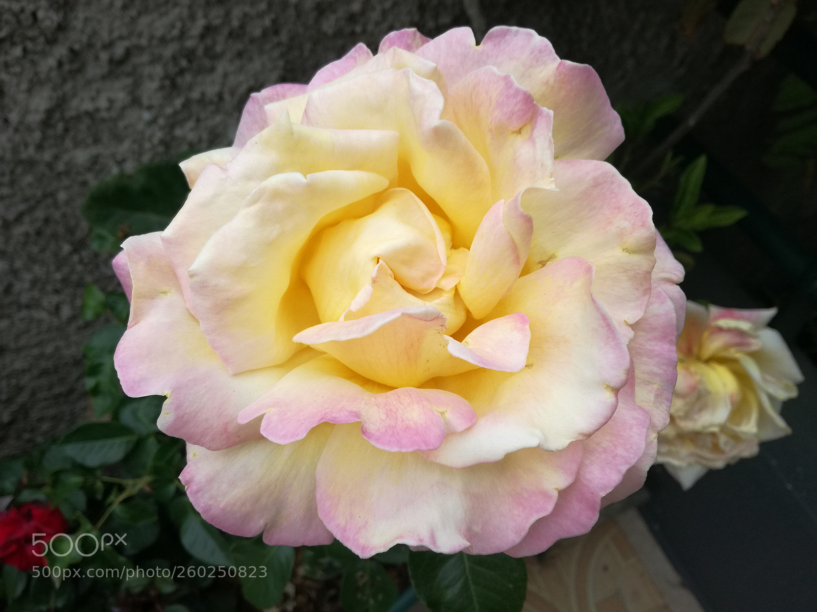HUAWEI P9 LITE sample photo. Rose photography