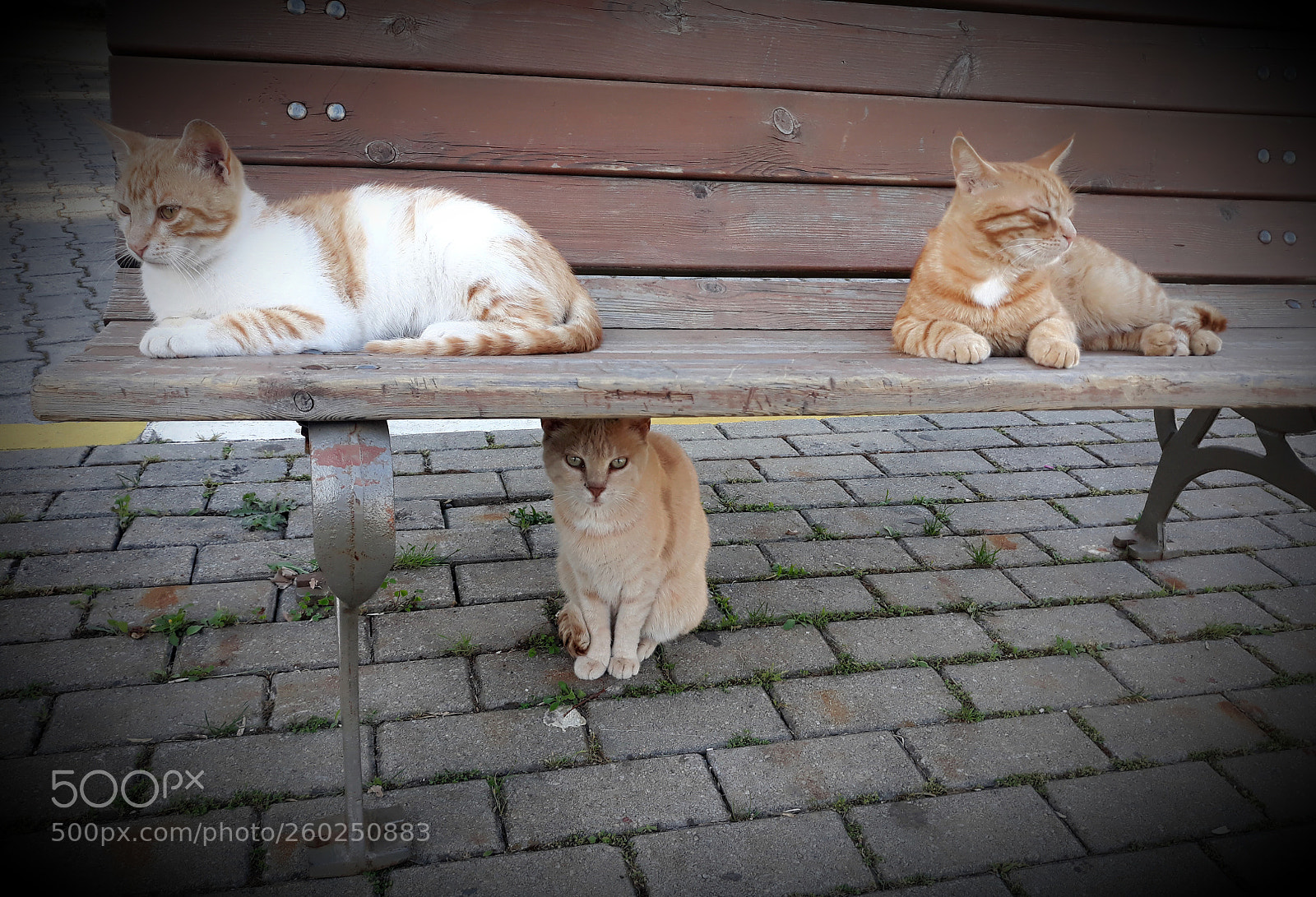 Samsung Galaxy J5 sample photo. Cats photography