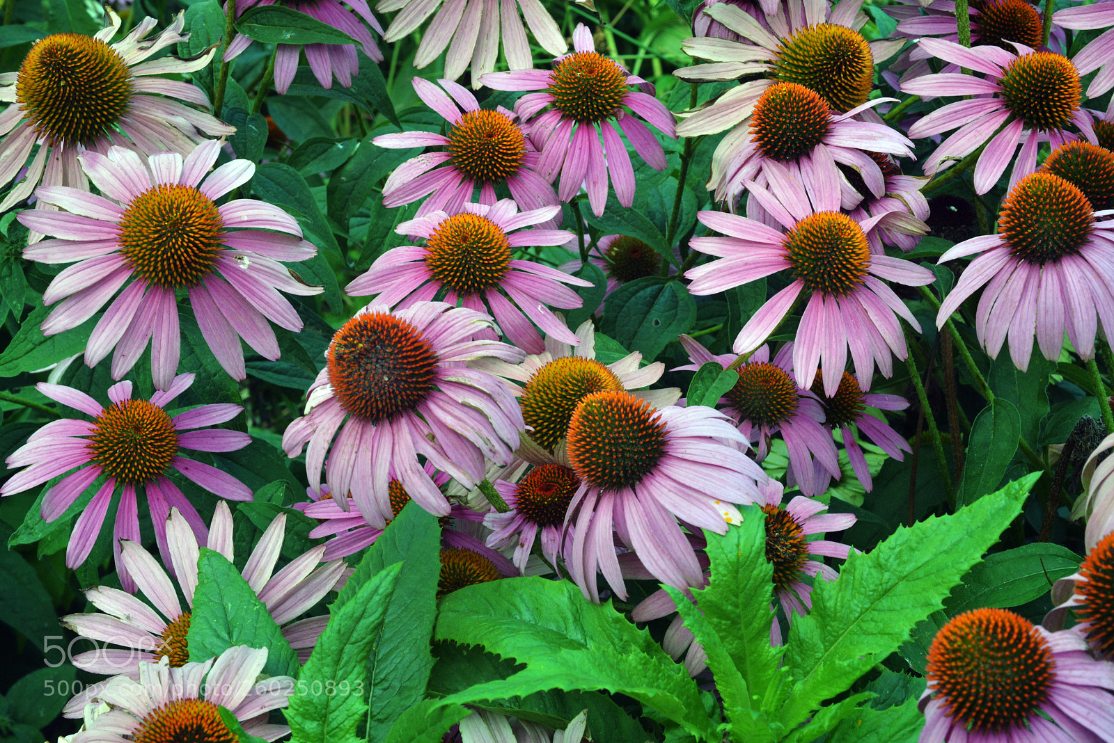 Nikon D600 sample photo. More flowers photography