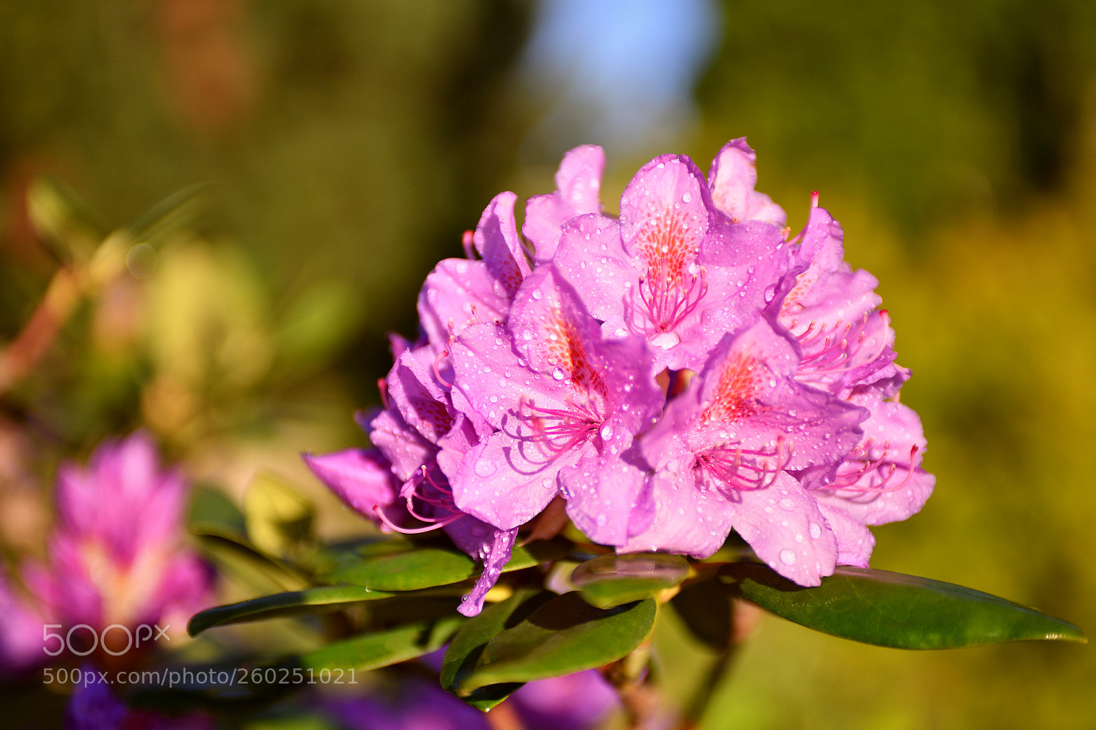 Nikon D810 sample photo. *** photography