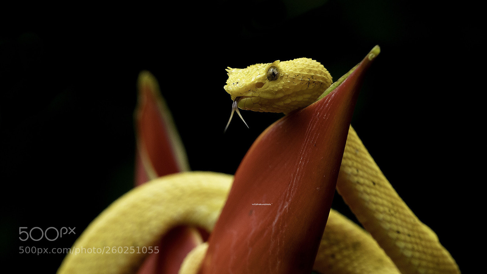 Nikon D500 sample photo. Eye-lash pit-viper photography