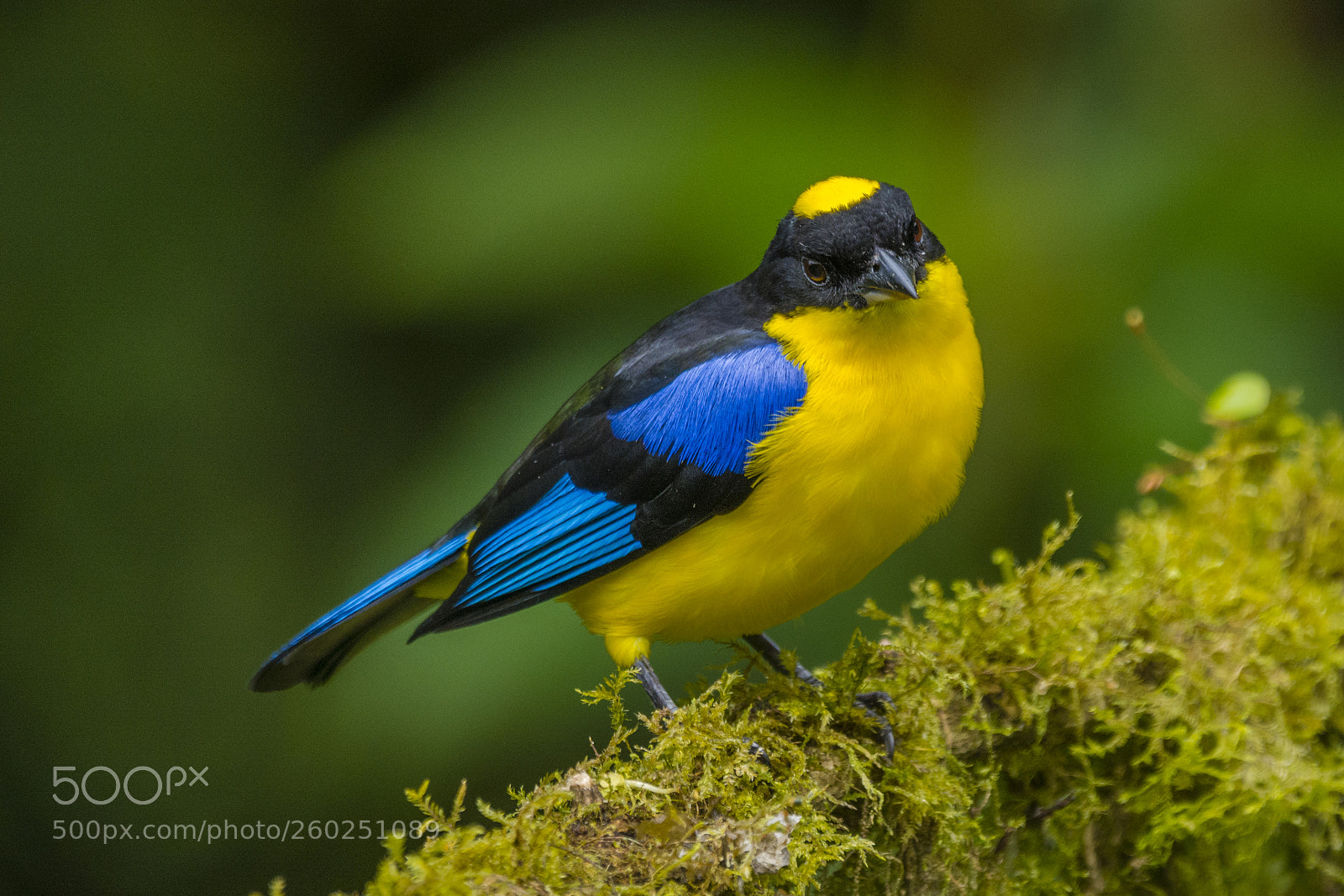 Nikon D7100 sample photo. Blue-winged mountain-tanager photography