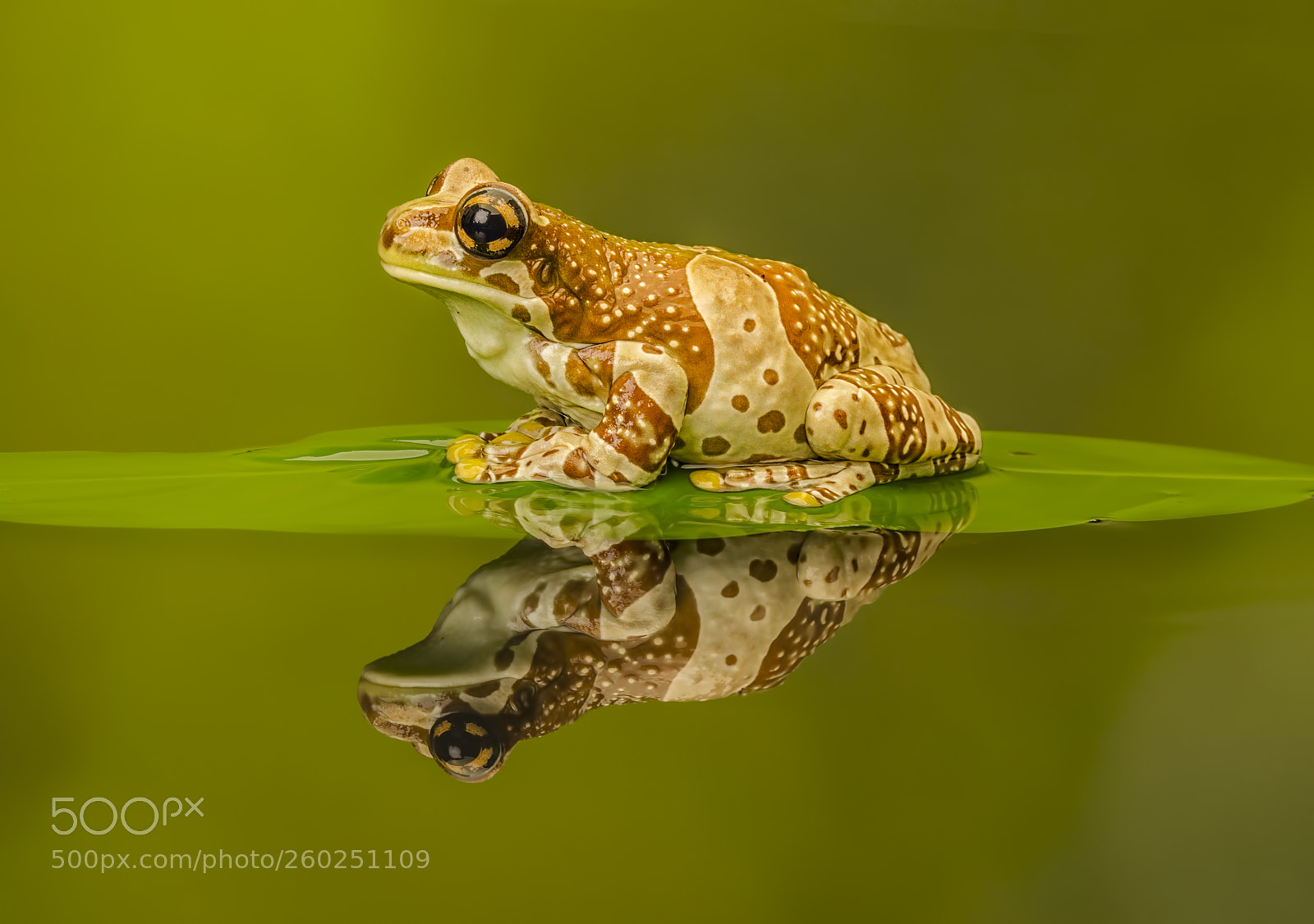 Nikon D5100 sample photo. Amazon milk frog photography