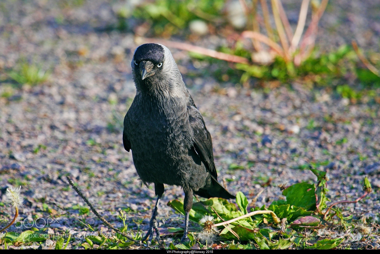 Canon EOS 40D sample photo. Corvus monedula 1. photography