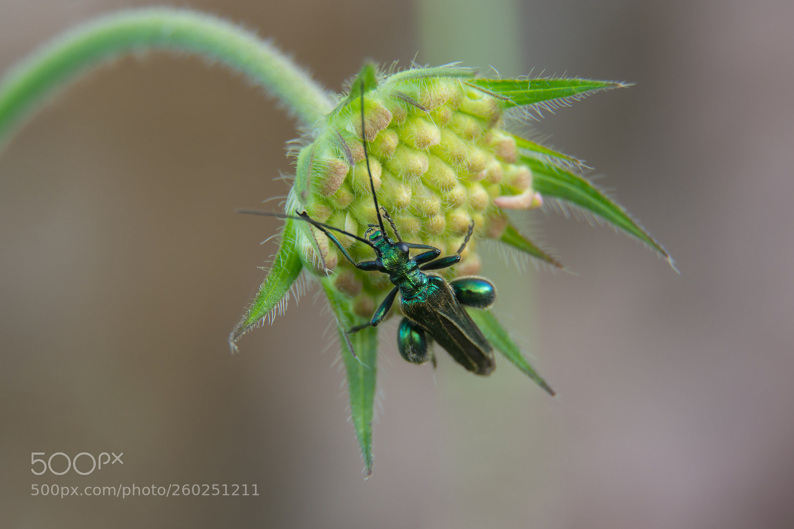 Nikon D7100 sample photo. Oedem re noble oedemera photography