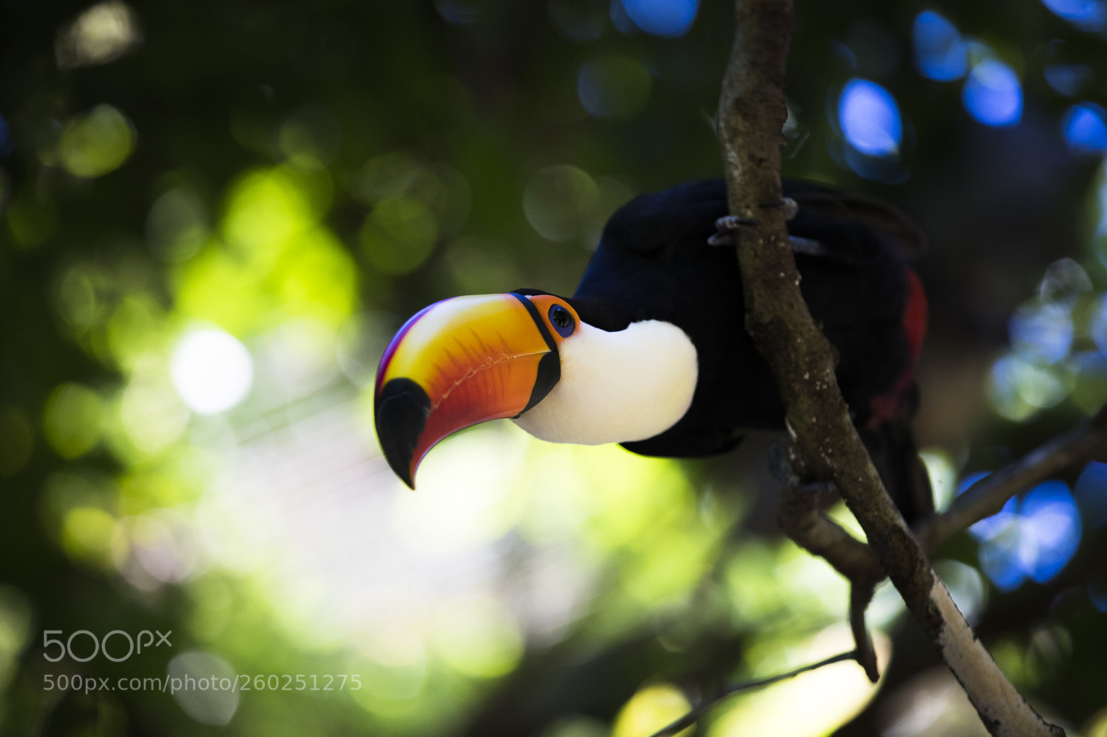 Canon EOS-1D X Mark II sample photo. Parque das aves photography