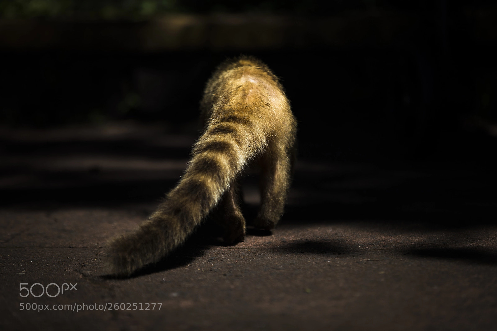 Canon EOS-1D X Mark II sample photo. Wild tails photography
