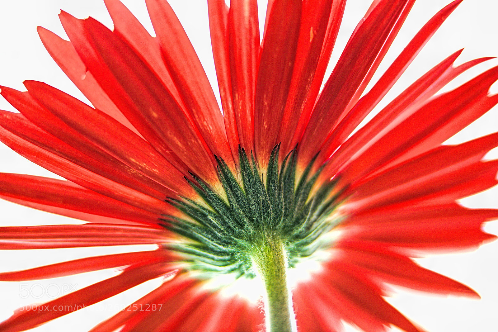 Nikon D850 sample photo. Red spread photography