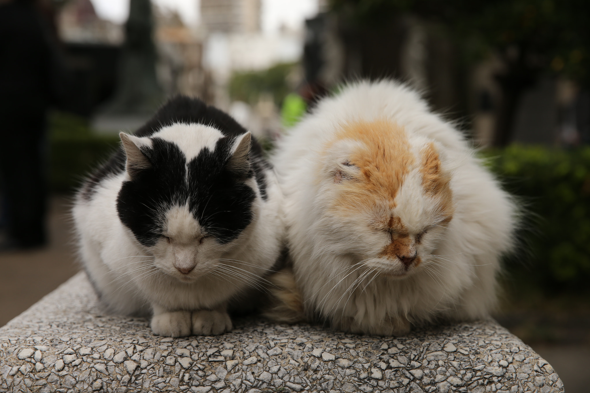 Canon EOS-1D X sample photo. Furry cats photography