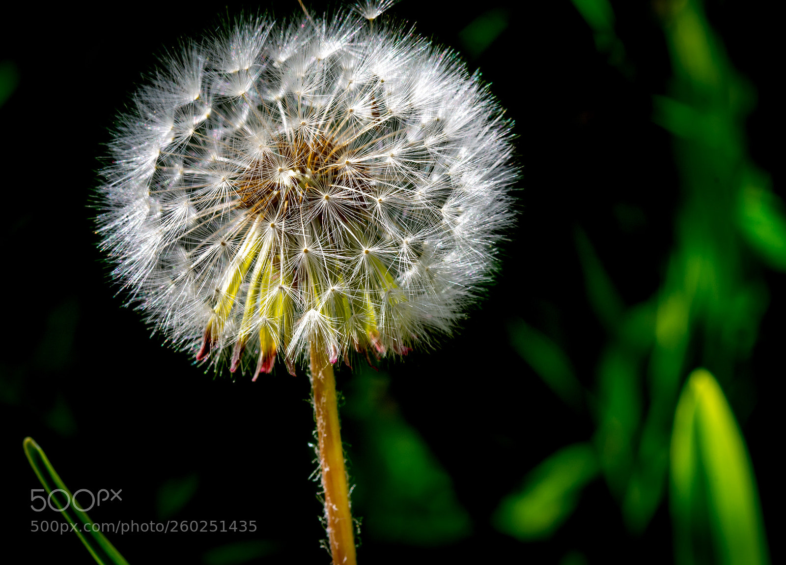 Nikon D7200 sample photo. Blowing in the wind photography