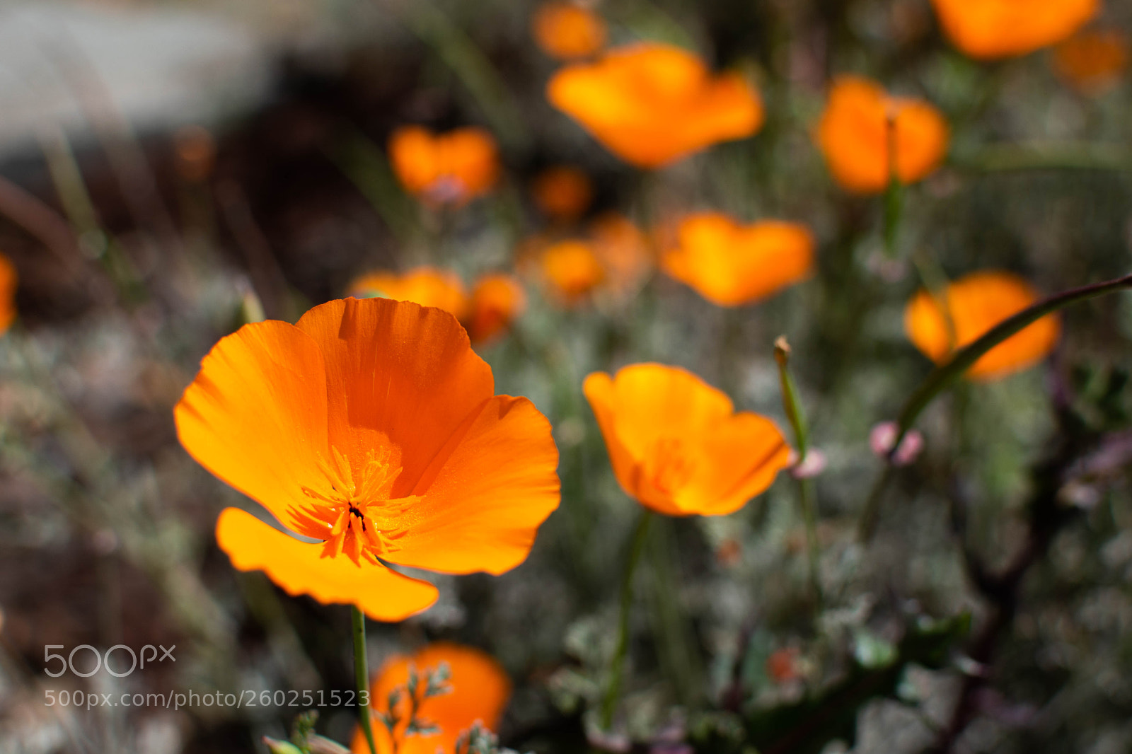 Nikon D5600 sample photo. California poppy photography