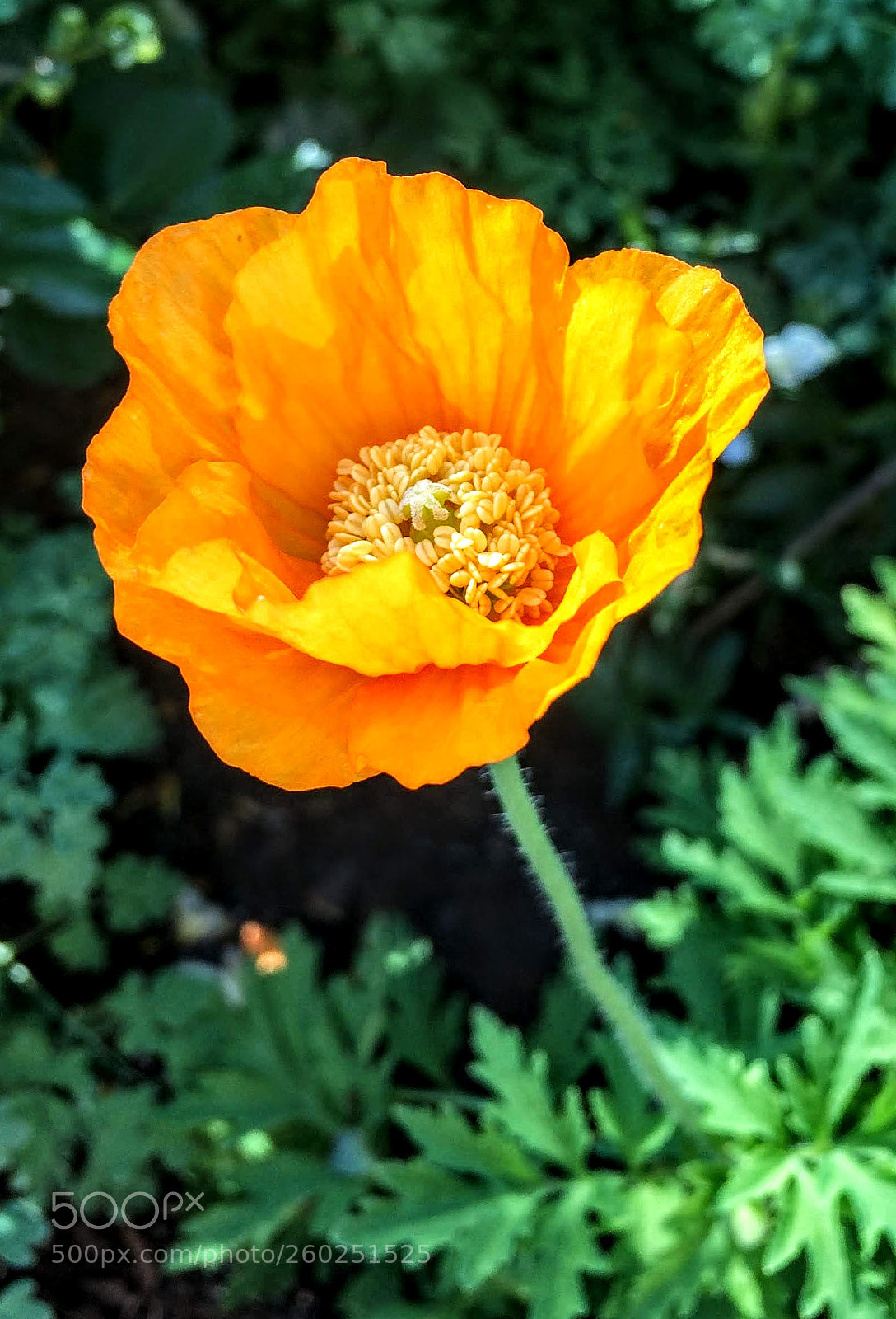 Apple iPhone 5s sample photo. Summer flower photography
