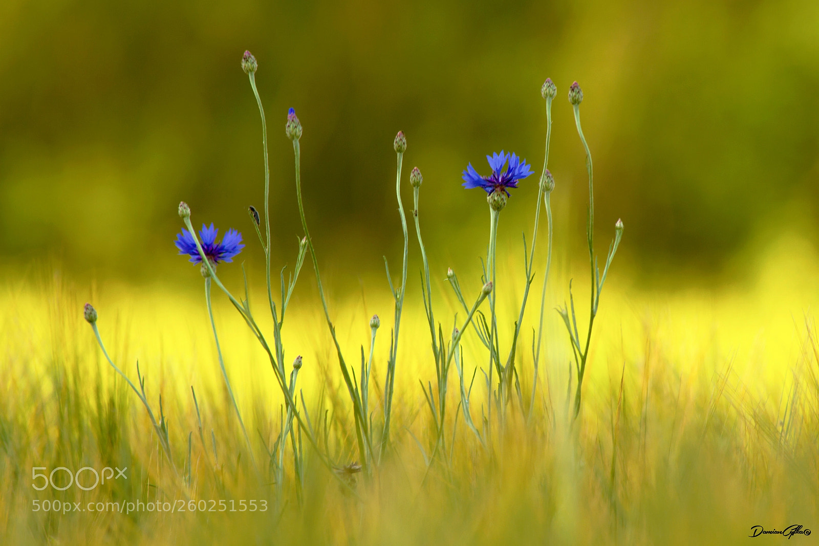 Canon EOS 7D sample photo. Centaurea photography