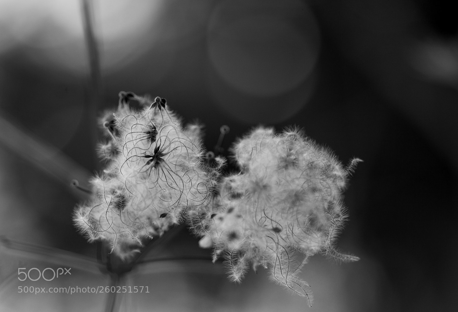 Canon EOS 5D Mark II sample photo. Silky appendages photography