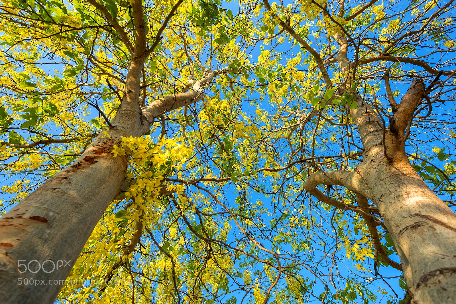 Canon EOS 6D sample photo. Cassia fistula at park photography