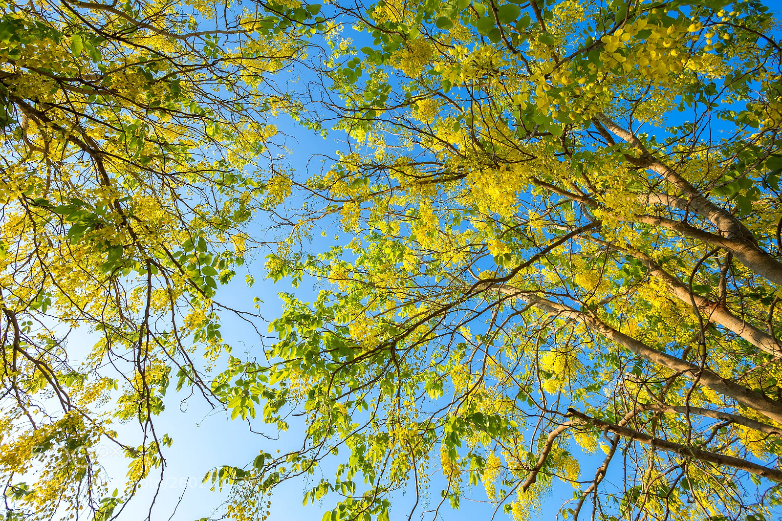 Canon EOS 6D sample photo. Cassia fistula at park photography