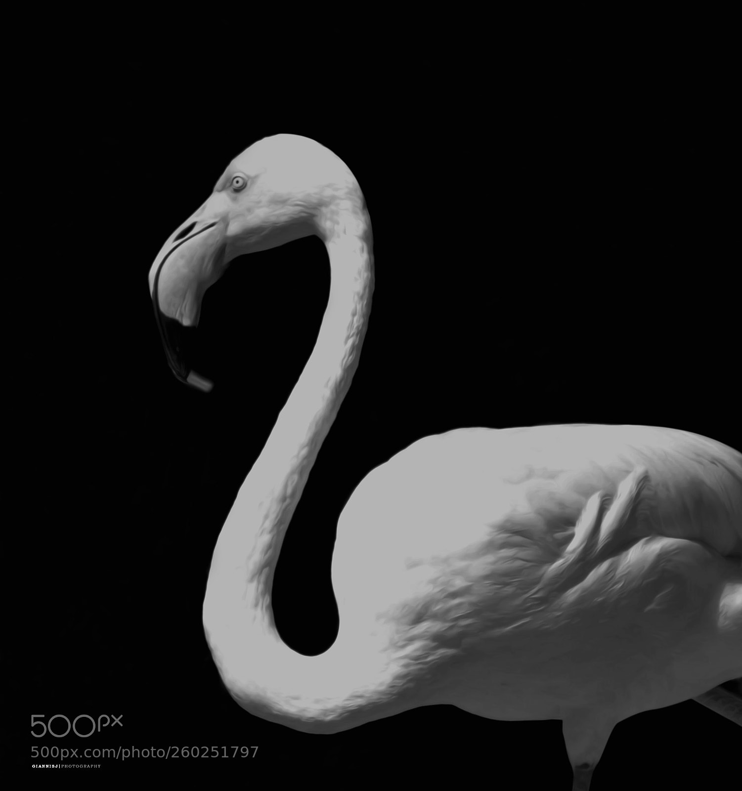Nikon D3100 sample photo. Flamingo photography