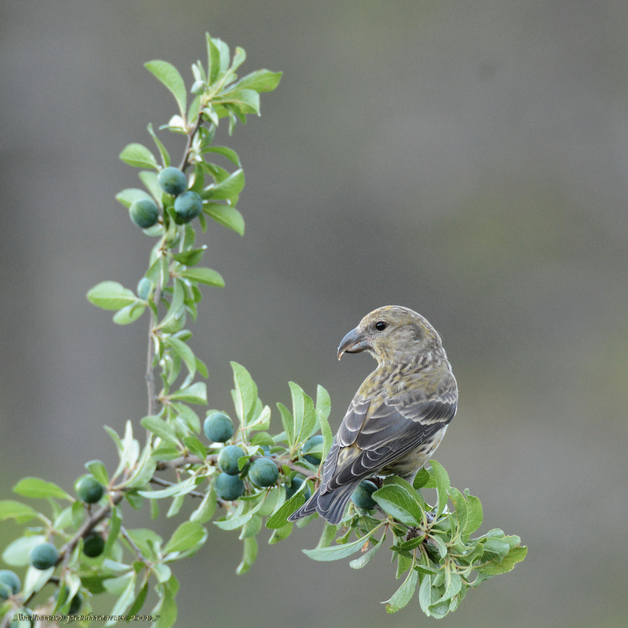 Nikon D7100 + Sigma 150-600mm F5-6.3 DG OS HSM | S sample photo. Piquituerto photography