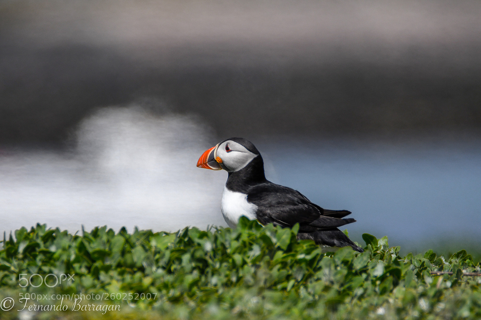Nikon D500 sample photo. Frailecillo. puffin photography