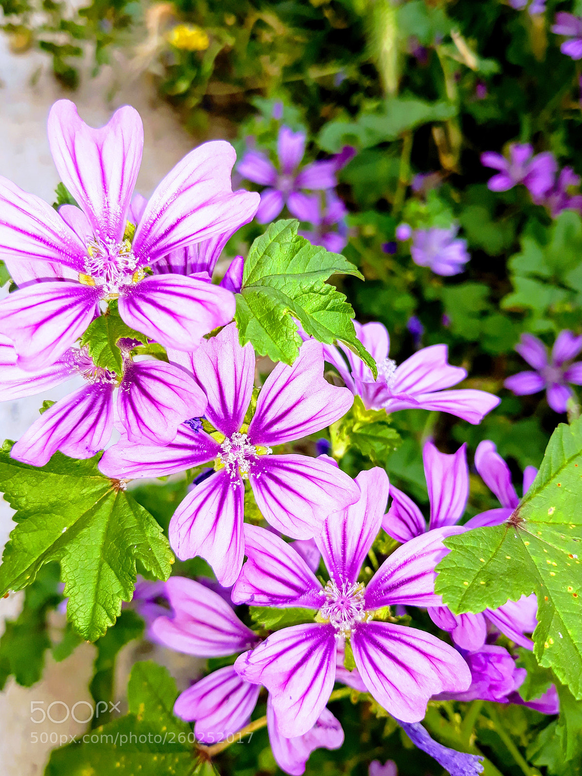 Samsung Galaxy J5 sample photo. Untitled photography