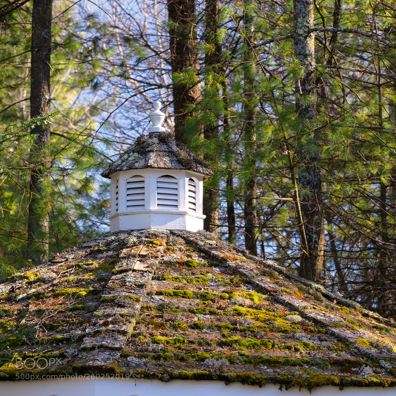 Hasselblad X1D-50c sample photo. Mossy gazebo roof photography