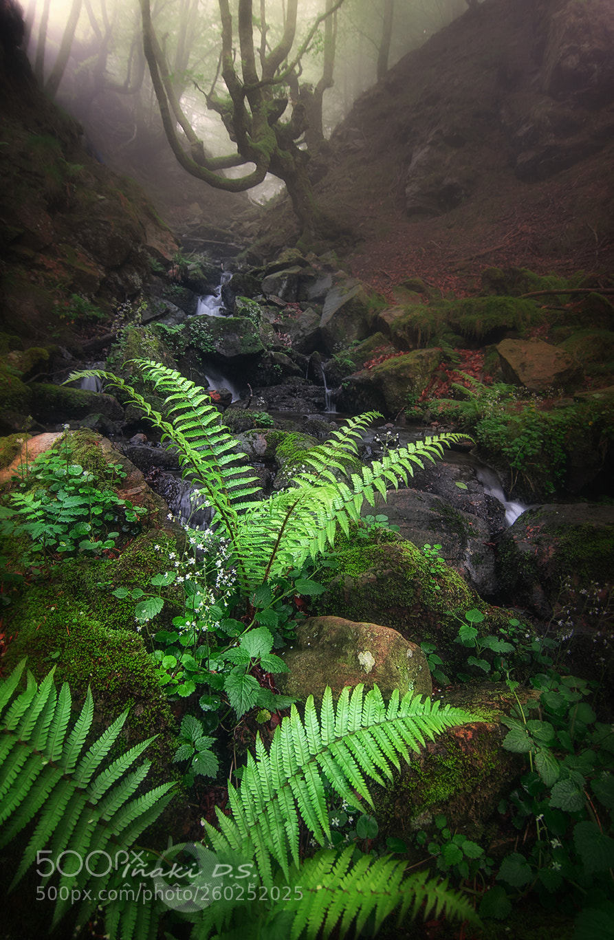 Nikon D5300 sample photo. Spring in the forest photography