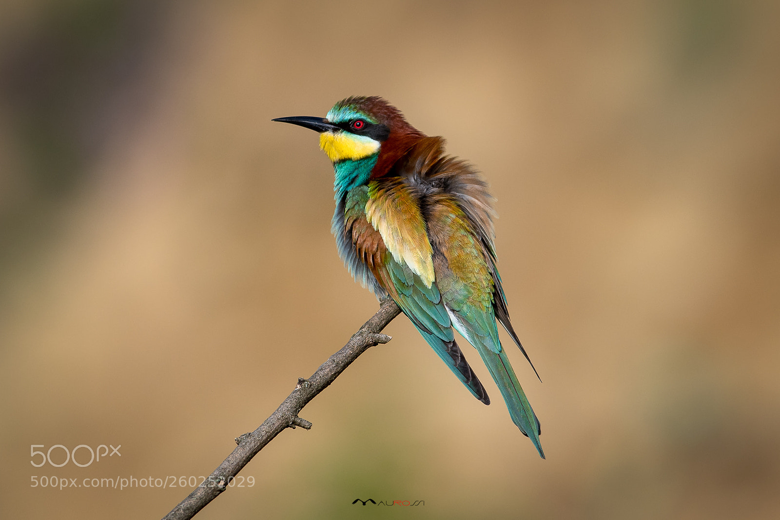 Nikon D5 sample photo. Bee eater - merops photography