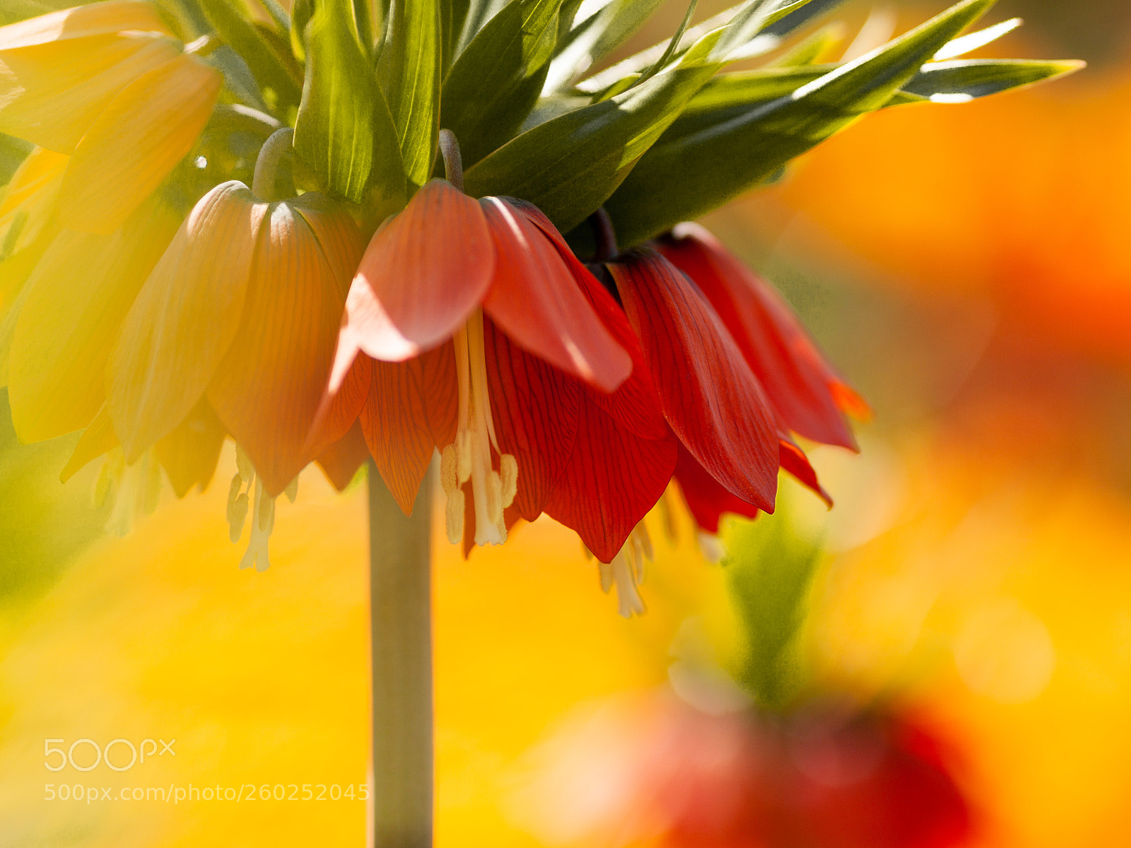 Canon EOS 5D Mark II sample photo. Flower in the sun photography