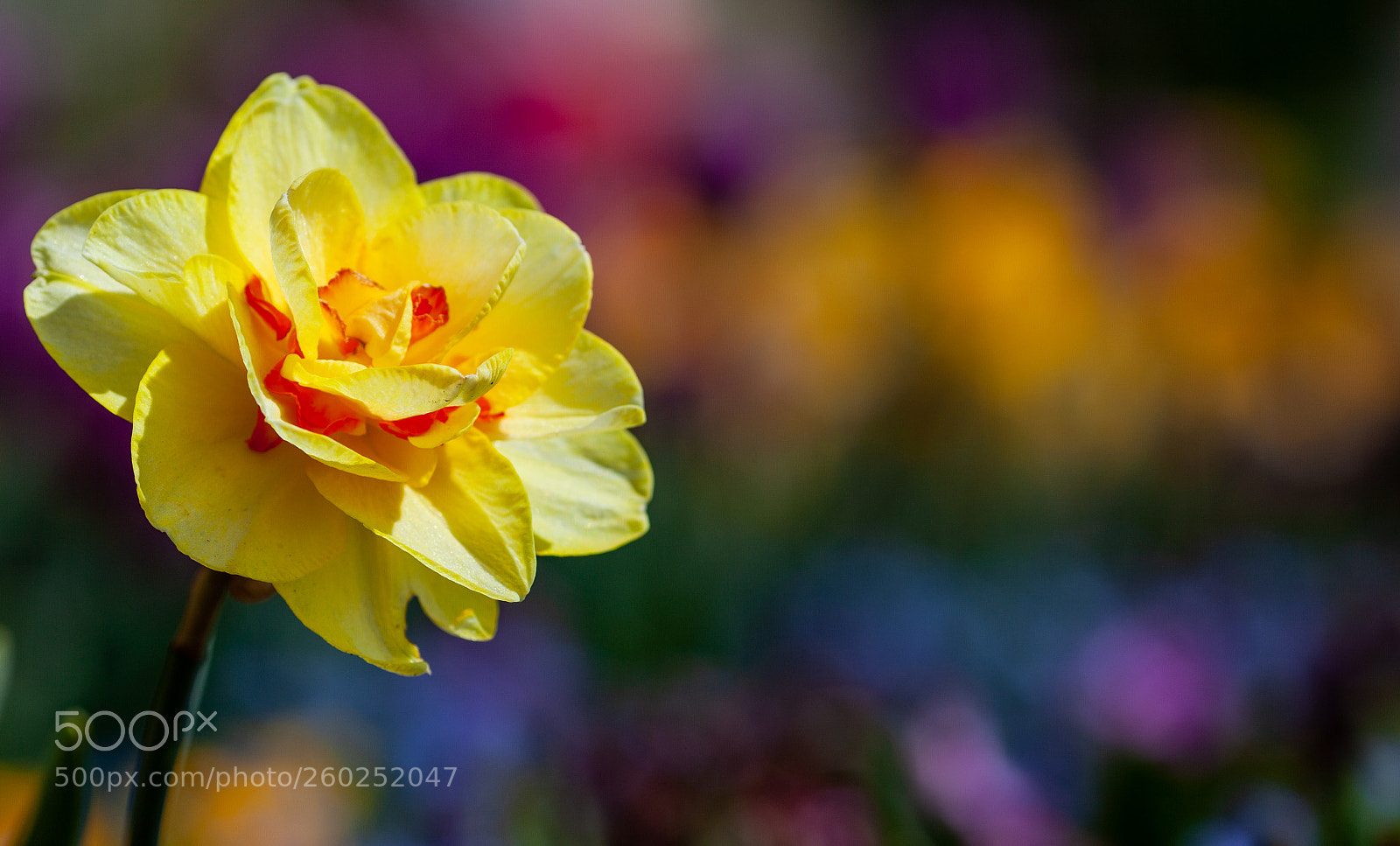 Canon EOS 5D Mark II sample photo. Flower bokeh photography