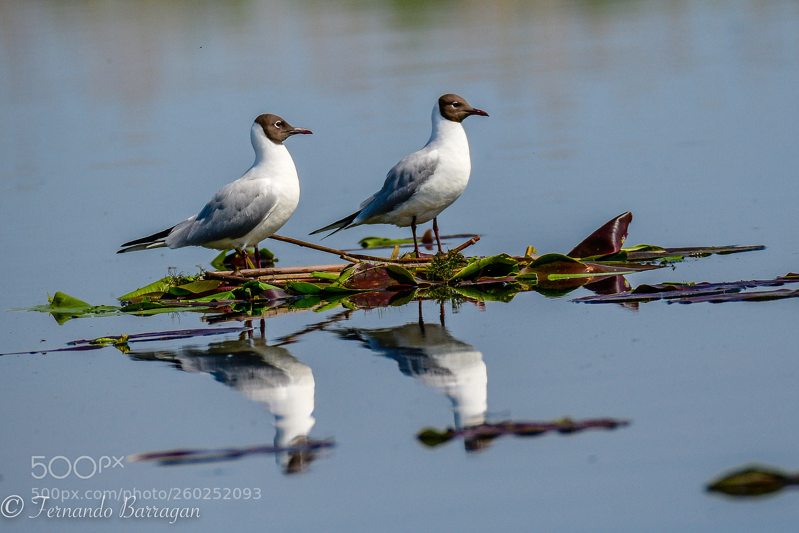Nikon D500 sample photo. Gaviota de sabin (de ) photography