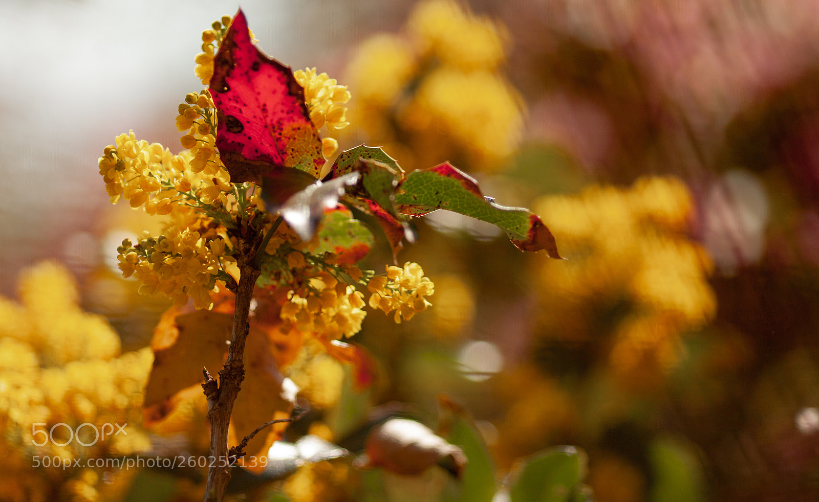 Canon EOS 5D Mark II sample photo. Botanical photography photography